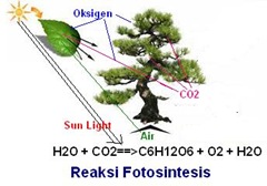 Fotosintesis Adalah Pengertian Dan Definisi Kamus Q