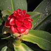 SDC10039_edited-1.jpg
