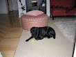 David Wygant Pua Dog