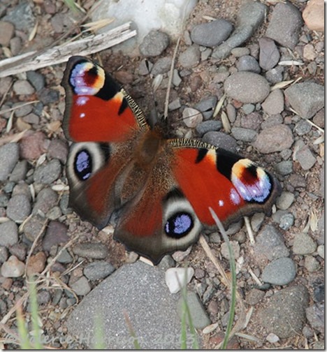 8-Peacock-Butterfly