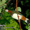 White-bellied Imperial Pigeon-02.jpg