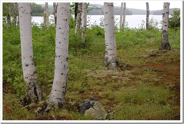 BIRCH TREE (4)