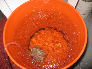 de-chlorinating the water, run for a couple hours to prep the water.