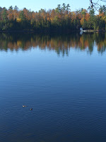Time for a bit of Canadiana. Ducks swimming in the early morning on a placid lake. No boats coming through just yet.
 
Location: Jack Lake 
Camera: Mamiya C330 Dual Lens