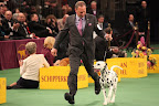 Ian, this beautiful Dalmatian, was the victor of the Non-Sporting Group and will go on to compete for Best In Show!