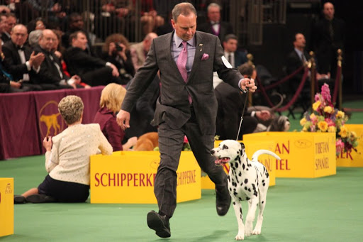 Ian, this beautiful Dalmatian, was the victor of the Non-Sporting Group and will go on to compete for Best In Show!