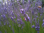 Feb 17 - Lavendar and Bees