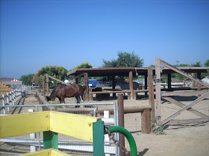 Look at the horses!!