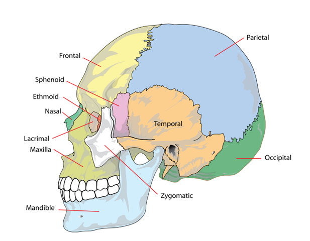 [skull%255B8%255D.png]