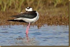 Black-necked Stilt  _ROT4248   NIKON D3S June 04, 2011