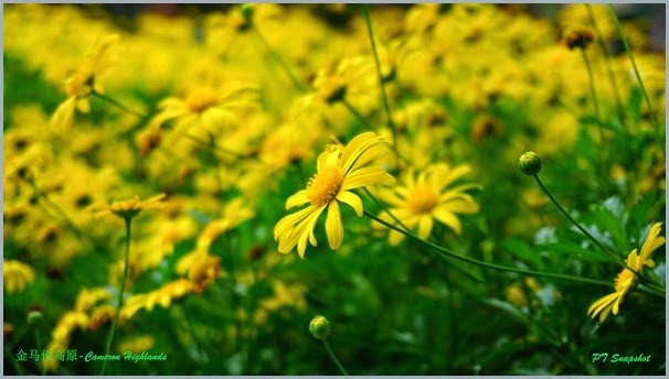 黄花 黄花