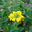 Royal Botanical Gardens of Edinburgh 067.JPG
