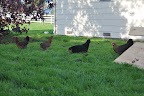  Chicken Gallery