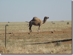 Camel 1