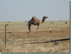 Camel 1 Camel 1