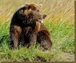 untitled Bear Sitting in Grass mouth Open_ROT4185 September 03, 2011 NIKON D3S