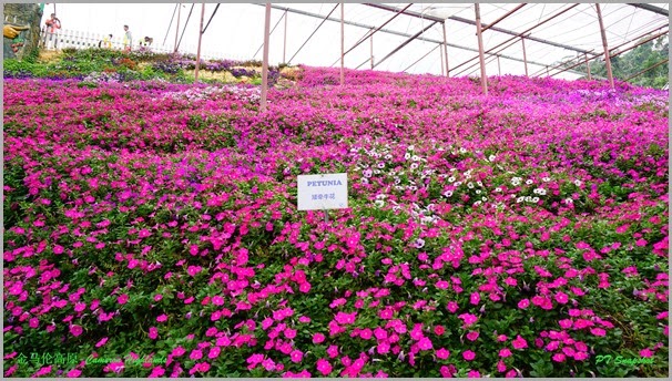 矮牵牛花 矮牵牛花