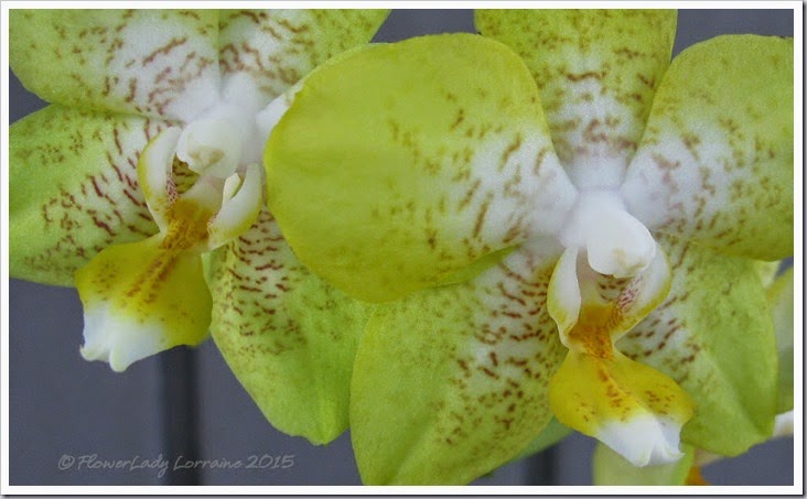 02-08-sunflower-phalaenopsis3