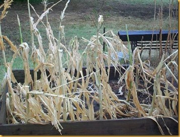 dead corn