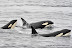  &ndash; Killer whales