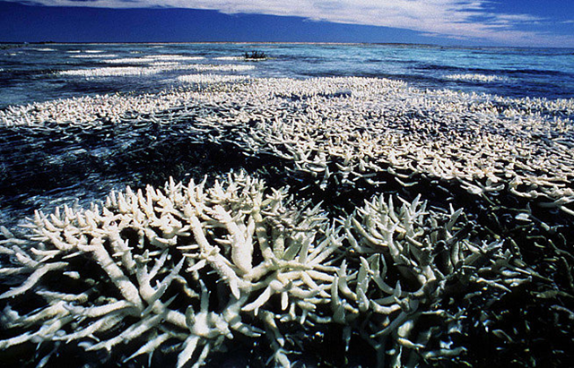 Coral on Australia's Great Barrier Reef suffering from ‘bleaching’, which occurs when algae cannot survive on their coral hosts because the warming water lacks oxygen. The algae supply the coral with food, so when they die, the coral dies. Reuters