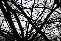 ThroughTheBranches.jpg ThroughTheBranches.jpg