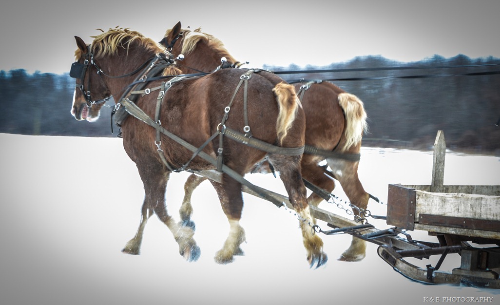 [BELGIAN%2520HORSES%25202013%2520%252832%2529%255B3%255D.jpg]