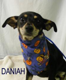 Daniah is from the Houston Humane Society. To learn more about Daniah, click on the link to the shelter below. Daniah is from the Houston Humane Society. To learn more about Daniah, click on the link to the shelter below.