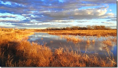 Sand Hill Cranes Wilcox AZ 144 resized