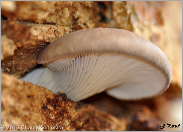 DSC_1207 DSC_1207