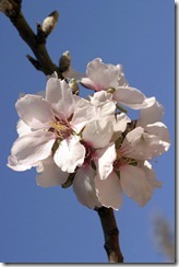 almond blossoms