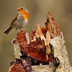 Stump Robin.JPG
