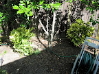 bushes that were getting crisped by the walkway now in the shade by the fence