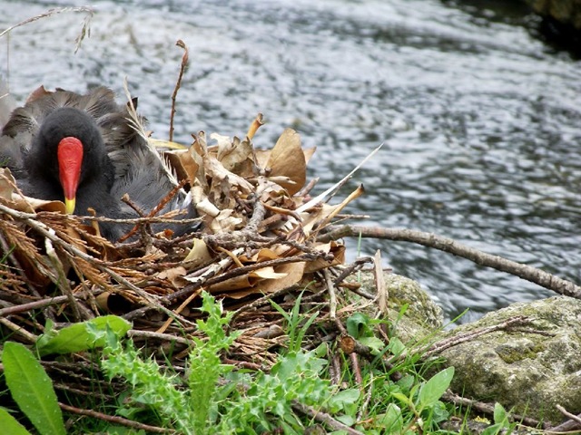 [2nd%2520-%2520Garner%2520Olivia%2520-%2520Moorhen%2520on%2520nest%2520%2528resized%2529%2520%25202011%255B4%255D.jpg]
