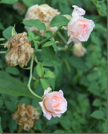IMG_3559 IMG_3559