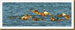 - Mallards ROT_9316 November 18, 2011 NIKON D3S