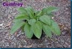 comfrey