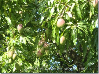 mangoes up close