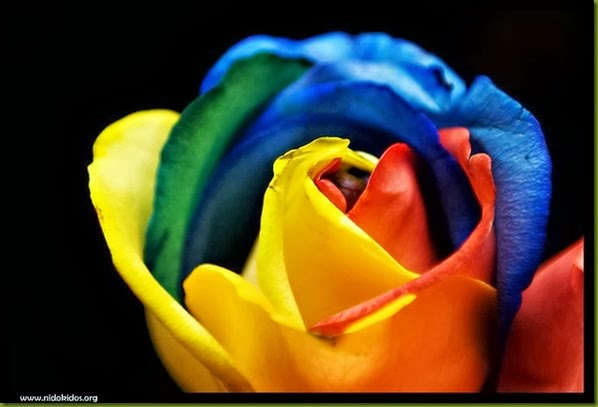 Roses in all colour, Roses in Multicolour, Mutlicolour Roses, Red Roses, White Roses, Blue Roses, Green Roses, Rose Colour Roses, Roses Photos, Roses Images, Roses Collection, Roses Stills, Roses pictures, .Jpg Roses, .Jpeg Roses, .gif Roses, .png Roses, .gif Roses, Roses image Download, Free Roses images Download