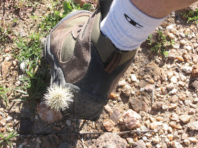 Jumping Cholla. It is godd to have a nice pair of boots.