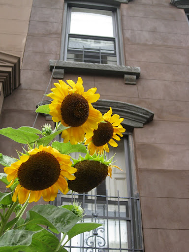 Doesn't this just say Brooklyn to you? Try to imagine the building without the sunflower - plants are always an improvement, no?