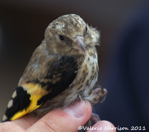 [7%2520young-goldfinch%255B2%255D.jpg]