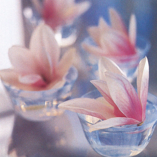 Saucer magnolia blossoms, their stems cut short, float seductively in a parade of glass custard cups, creating an informal centerpiece. (The Best of Martha Stewart Living -- Arranging Flowers)