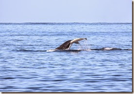 white-whale