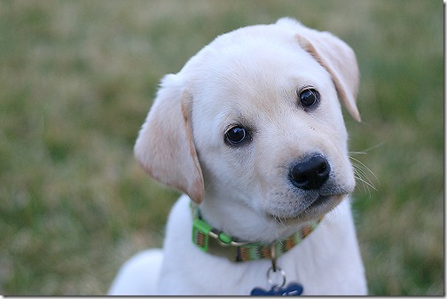 Duke web Duke web