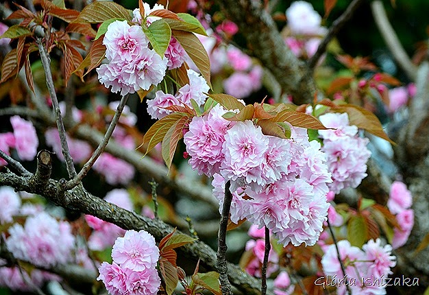 Glória Ishizaka - flor 1