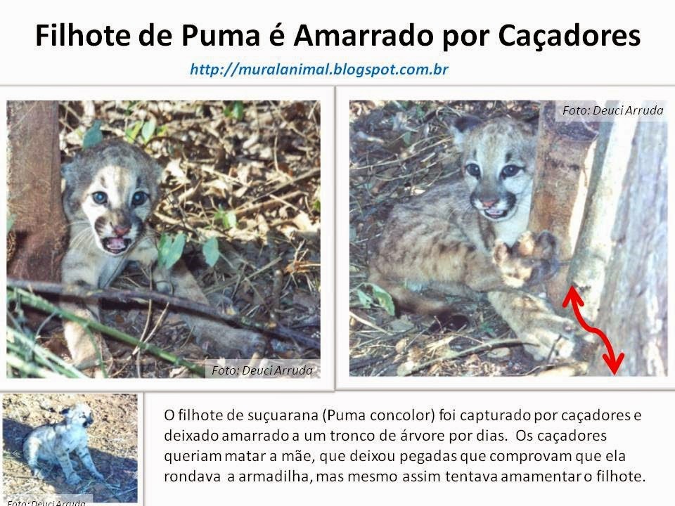 [Filhote%2520de%2520Puma%2520%25C3%25A9%2520Amarrado%2520por%2520Ca%25C3%25A7adores%255B3%255D.jpg]