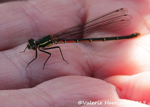 [large-red-damselfly-2%2520%25282%2529%255B2%255D.jpg]