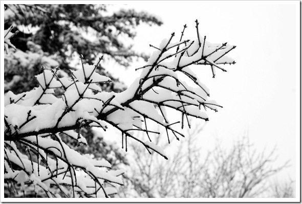 BW Snow 2
