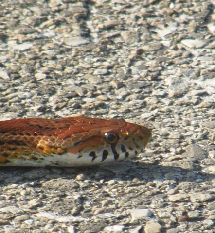 [TuesdaybikingtoSt.GeorgePoint1622.jpg]